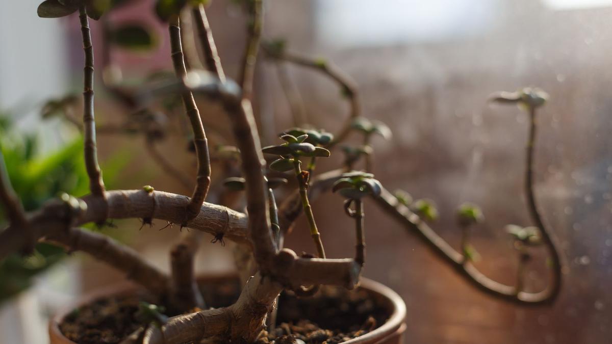 Leggy or Etiolated Stems