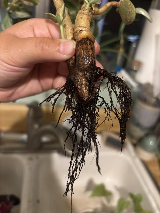 Root Rot