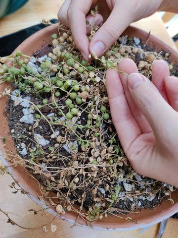 Drooping or Limp Strands