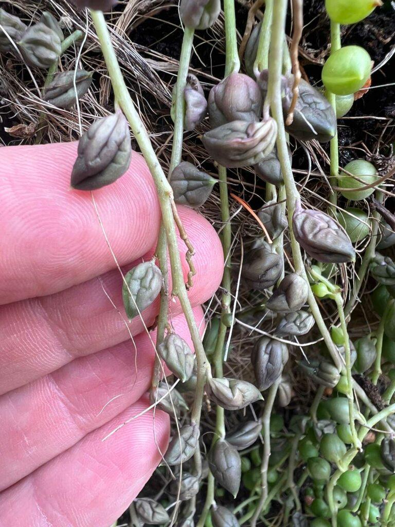 Wrinkled or Shriveled Pearls