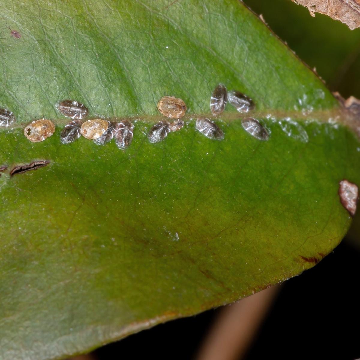 Spider Mites and Pests