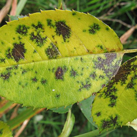 Fungal Infections and Black Spot