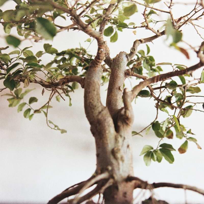 Weak Growth and Leggy Branches