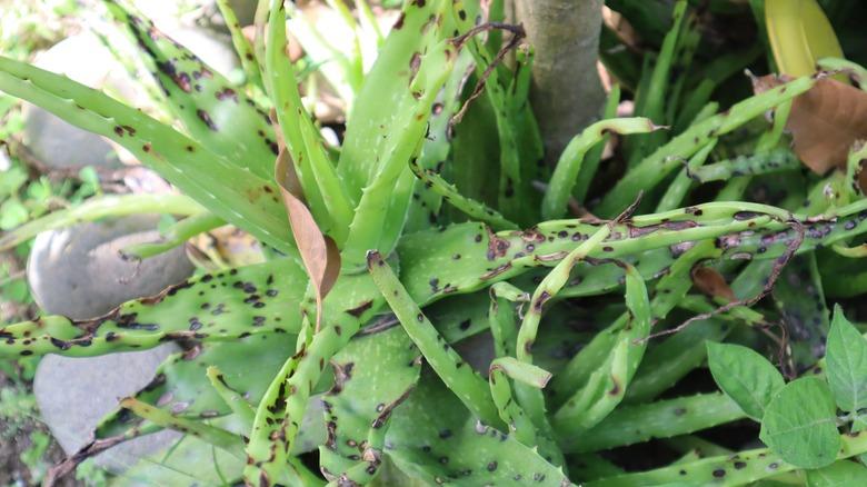 Leaf Spots and Fungal Infections