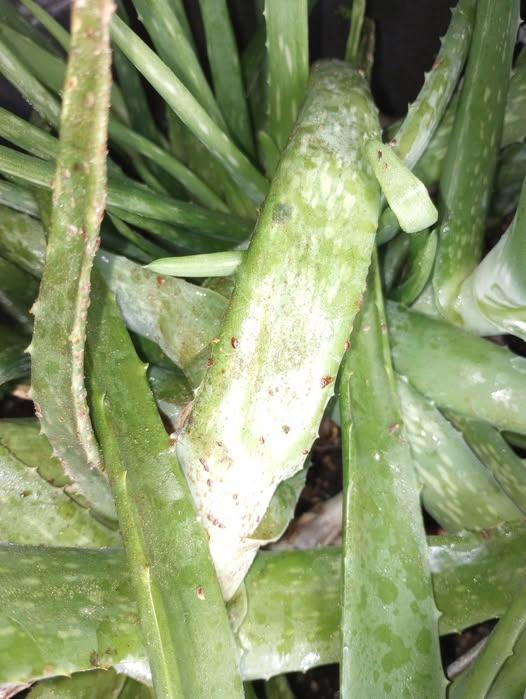 Mealybugs and Scale Insects