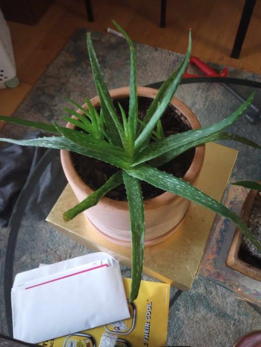 Leggy or Etiolated Growth