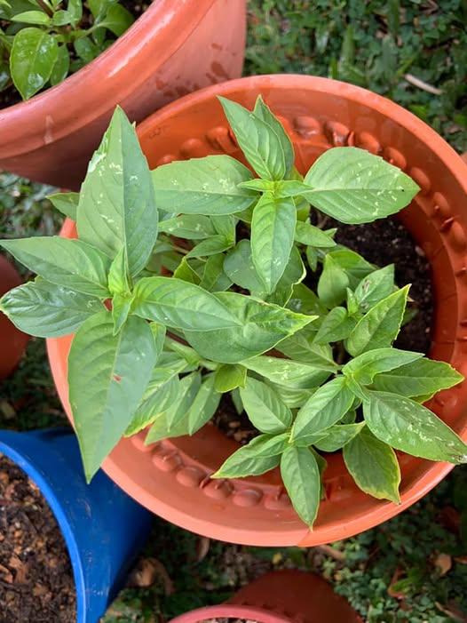 White Spots on Leaves