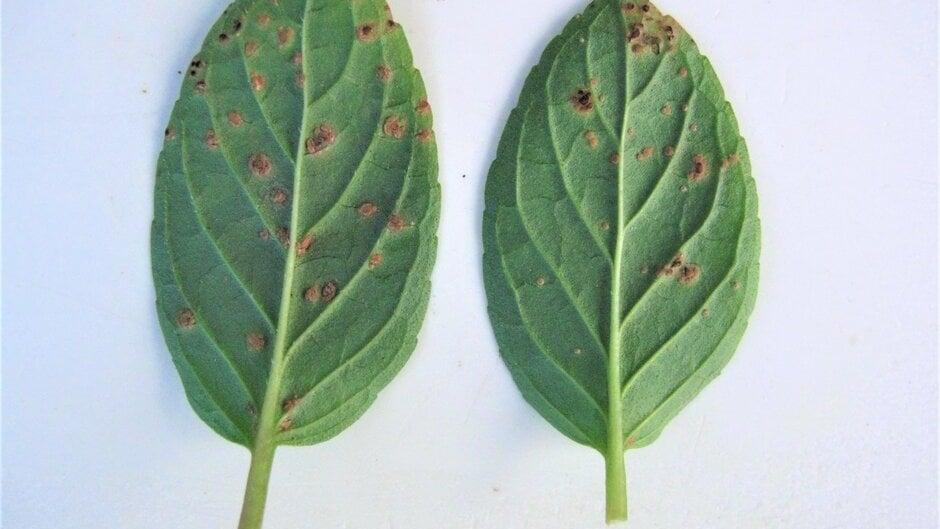 Mint Rust Disease