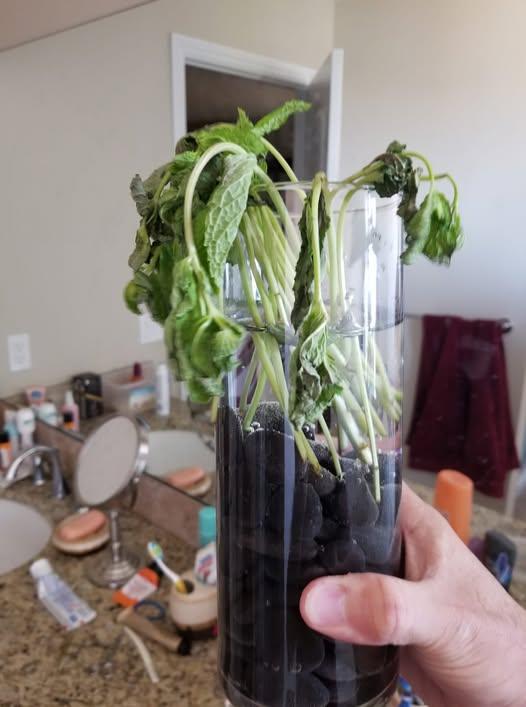 Wilting Despite Moist Soil