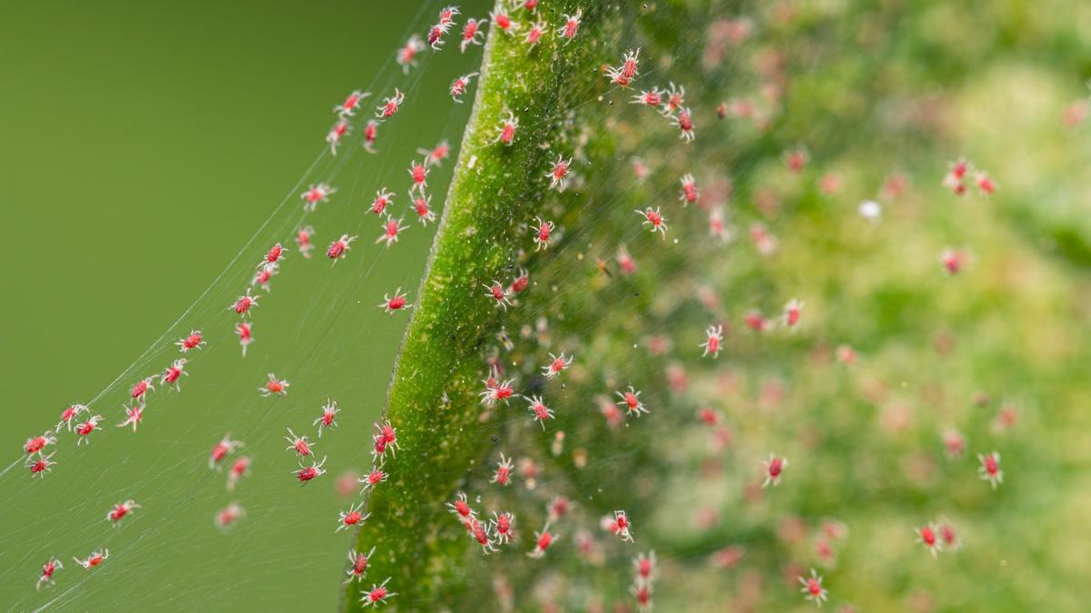 Spider Mites (Fine Webbing)