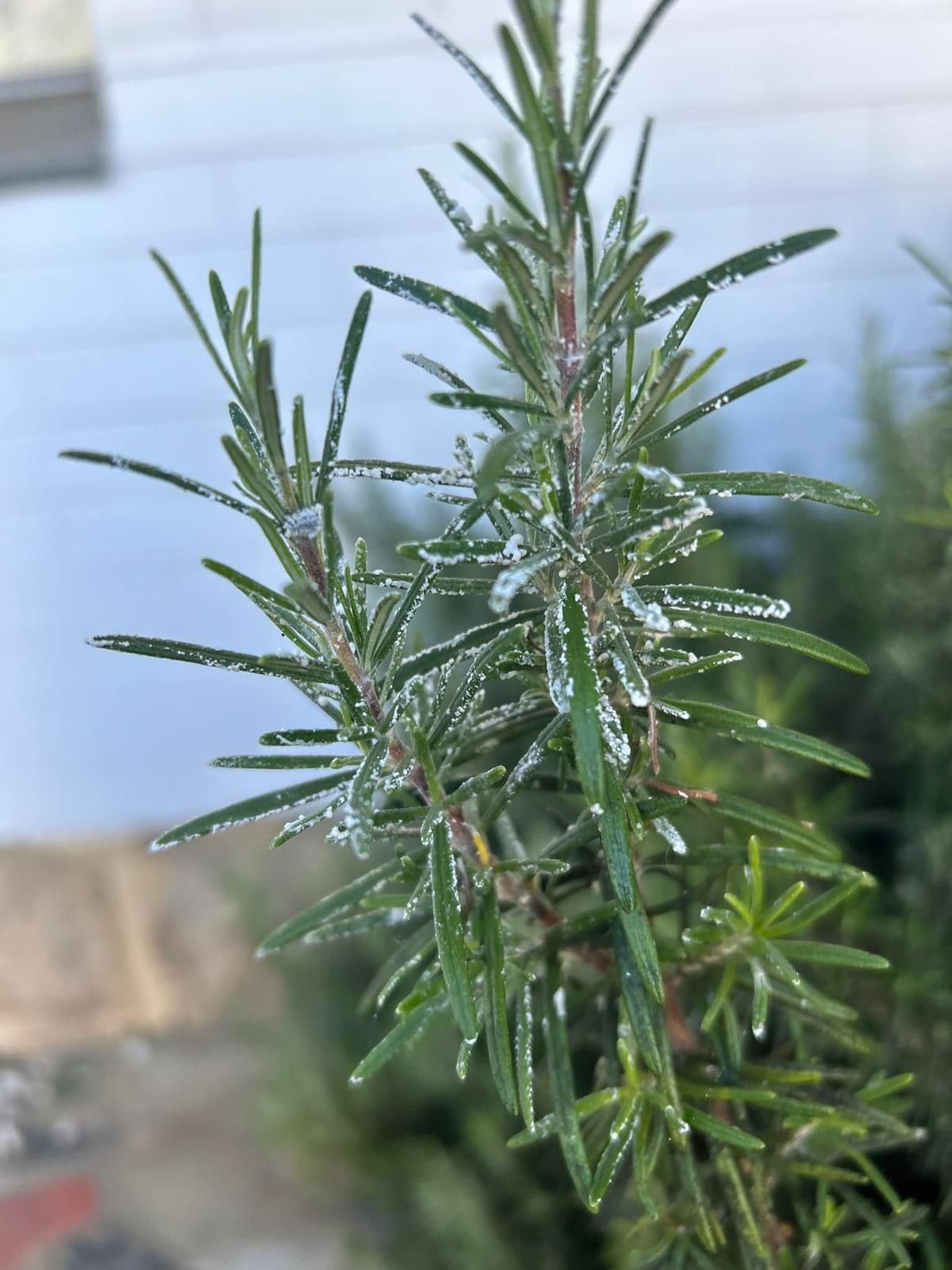 Mealybugs (White Cottony Clusters)