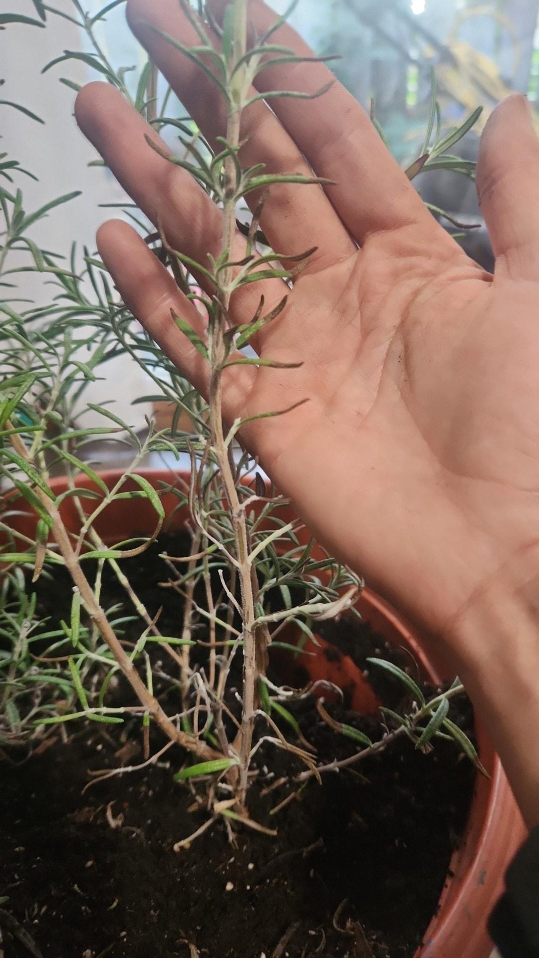 Leaf Drop (Bare Stems)