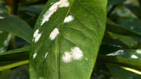 Powdery Mildew (White Powder)