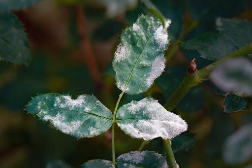 Powdery Mildew (White Powder)