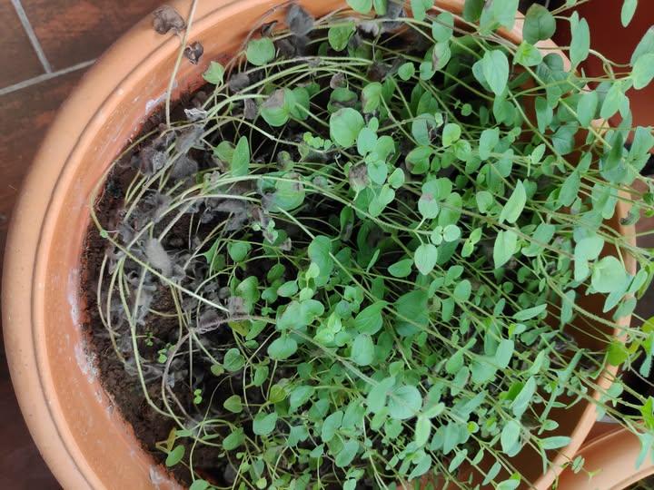 Fusarium Wilt (Stunted, Twisted Stems)