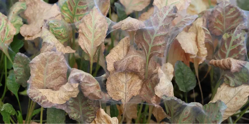 Spider Mites (Fine Webbing)