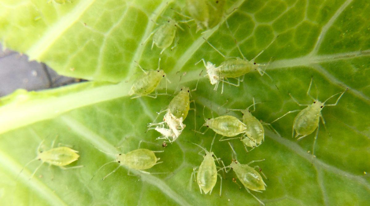 Aphids (Tiny Green Insects)