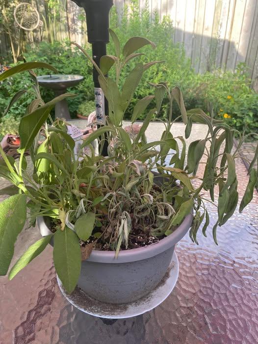 Wilting Despite Moist Soil