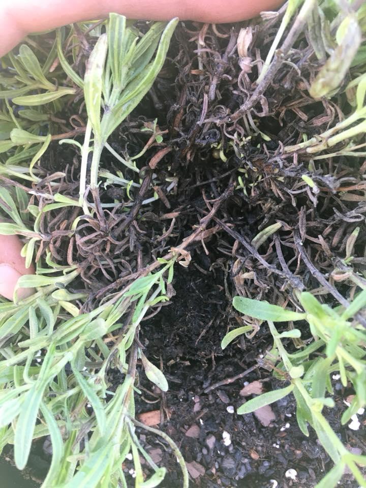 Root Rot (Most Common & Fatal)