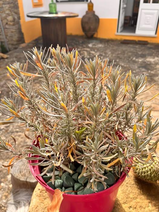 Wilting, Yellow-Brown Leaves