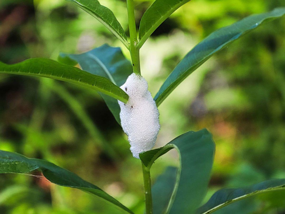 Spittlebugs (Foamy Droplets on Stems)