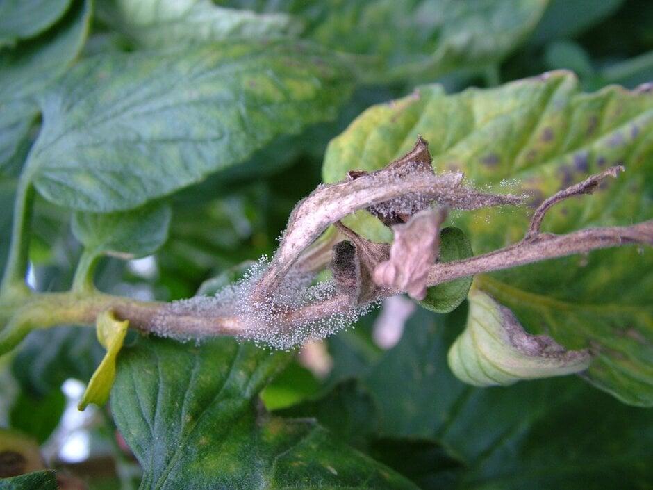 Botrytis Fungal Infection (Fuzzy Growth)