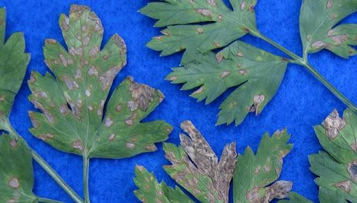 Brown Leaf Spots (Septoria Blight)