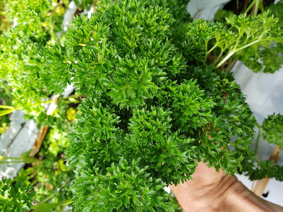 Curled, Distorted Leaves