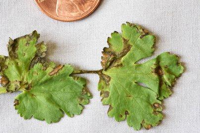 Botrytis Blight