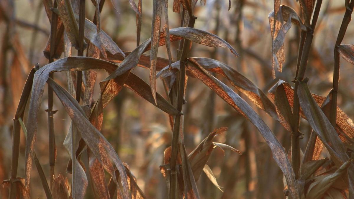 Wilting Despite Moist Soil