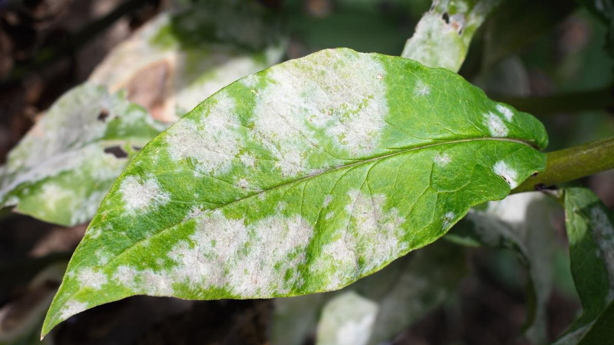 Powdery Mildew