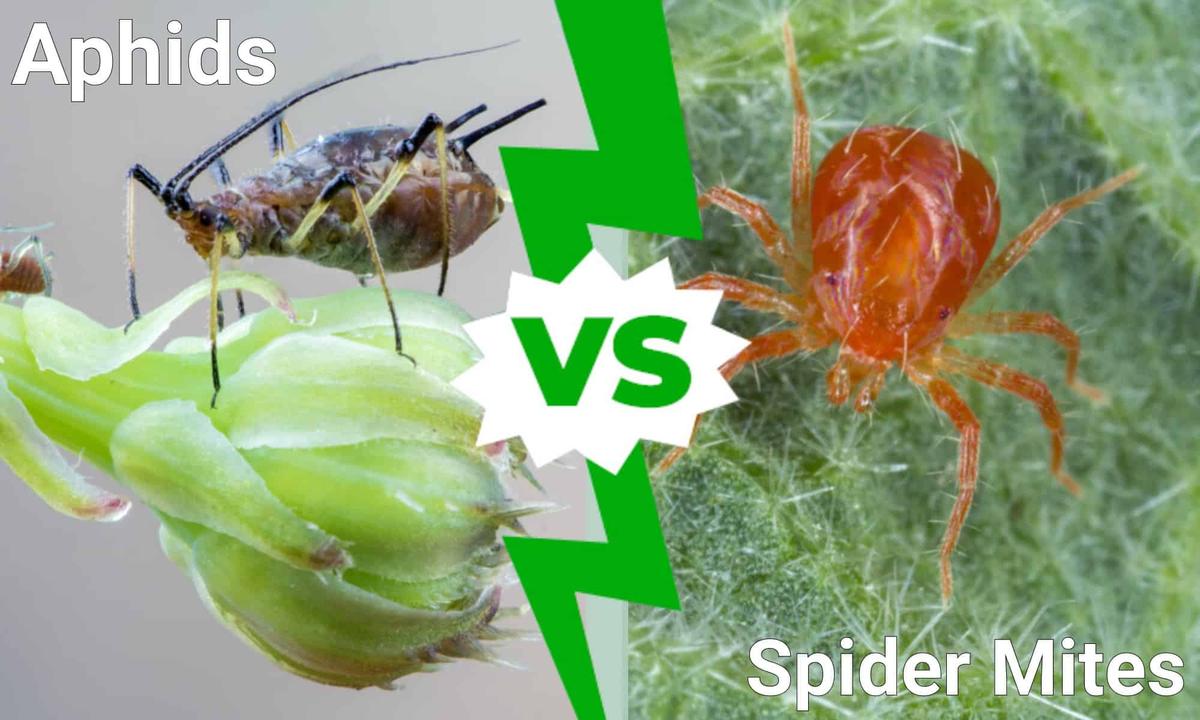 Aphids or Spider Mites