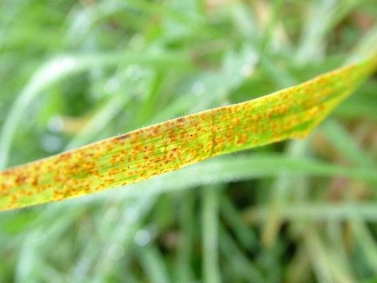Rust Disease