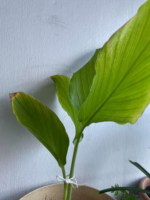 Yellow or Pale Leaves