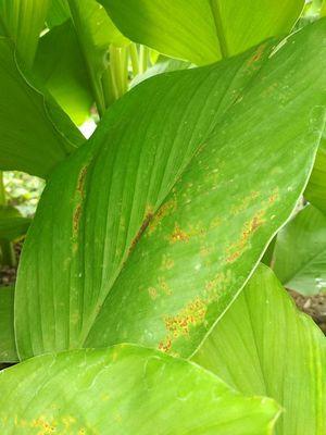 Leaf Spot or Brown Patches