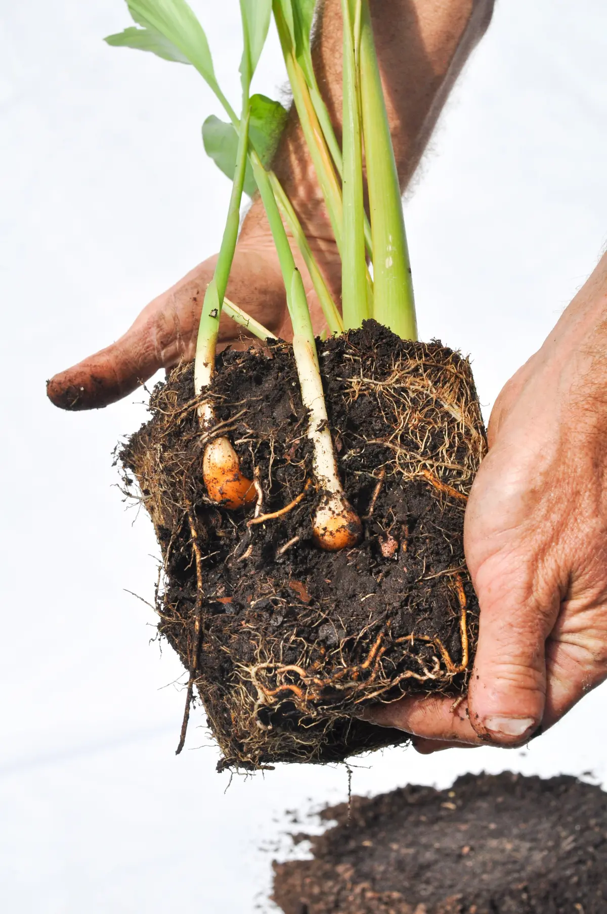 No Sprouting After Planting