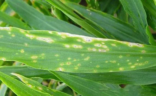 Leaf Spot