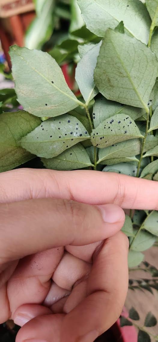 Brown Spots or Leaf Blotch