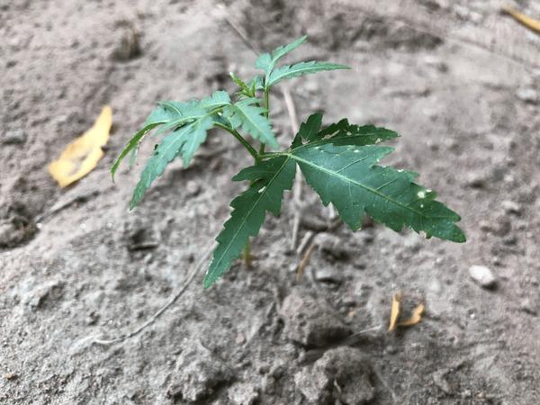 Slow or Stunted Growth