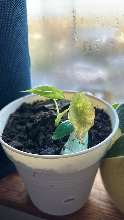 Wilting Despite Moist Soil