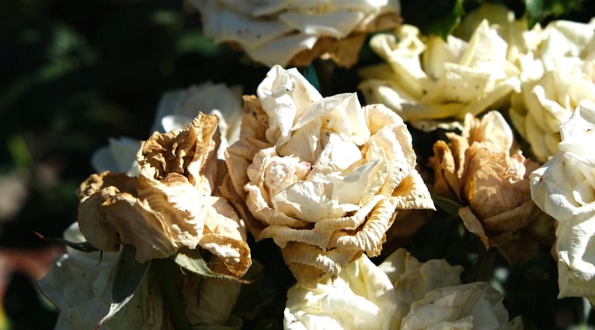 Bud Drop or No Blooms