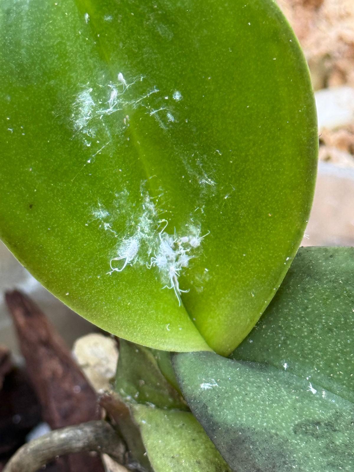 Mealybugs