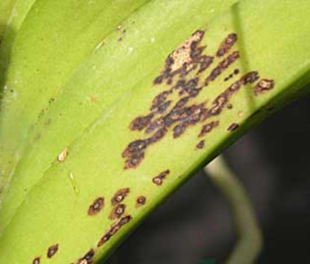 Leaf Spots