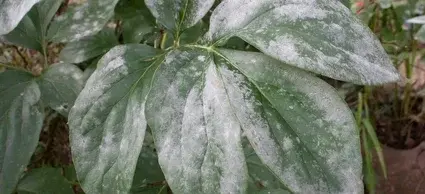 Powdery Mildew