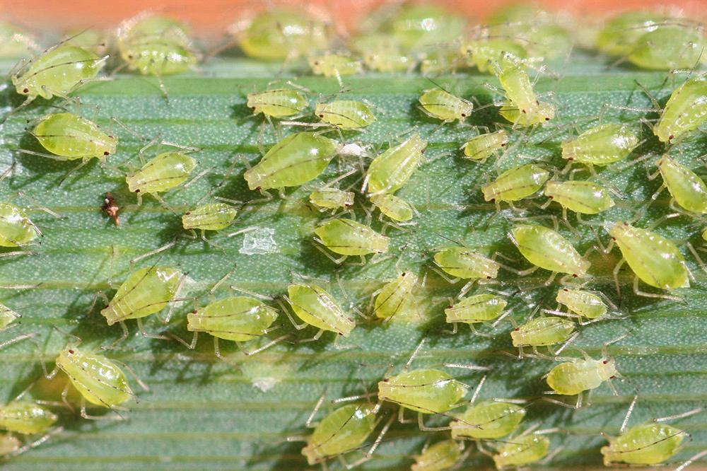 Aphids