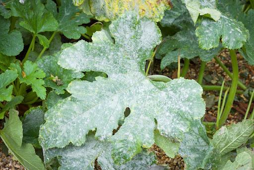 Powdery Mildew
