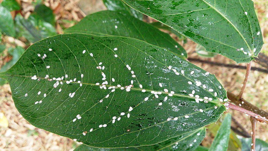 Scale Insects
