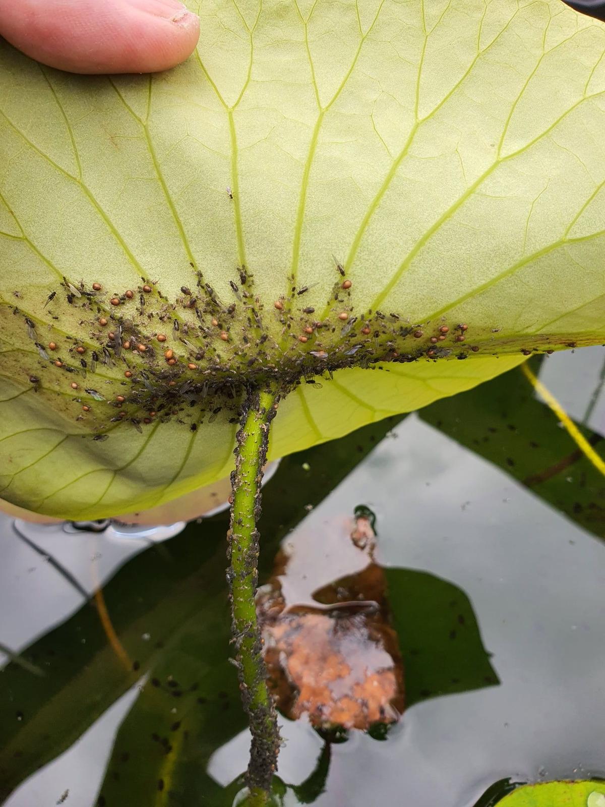 Aphids on Leaves