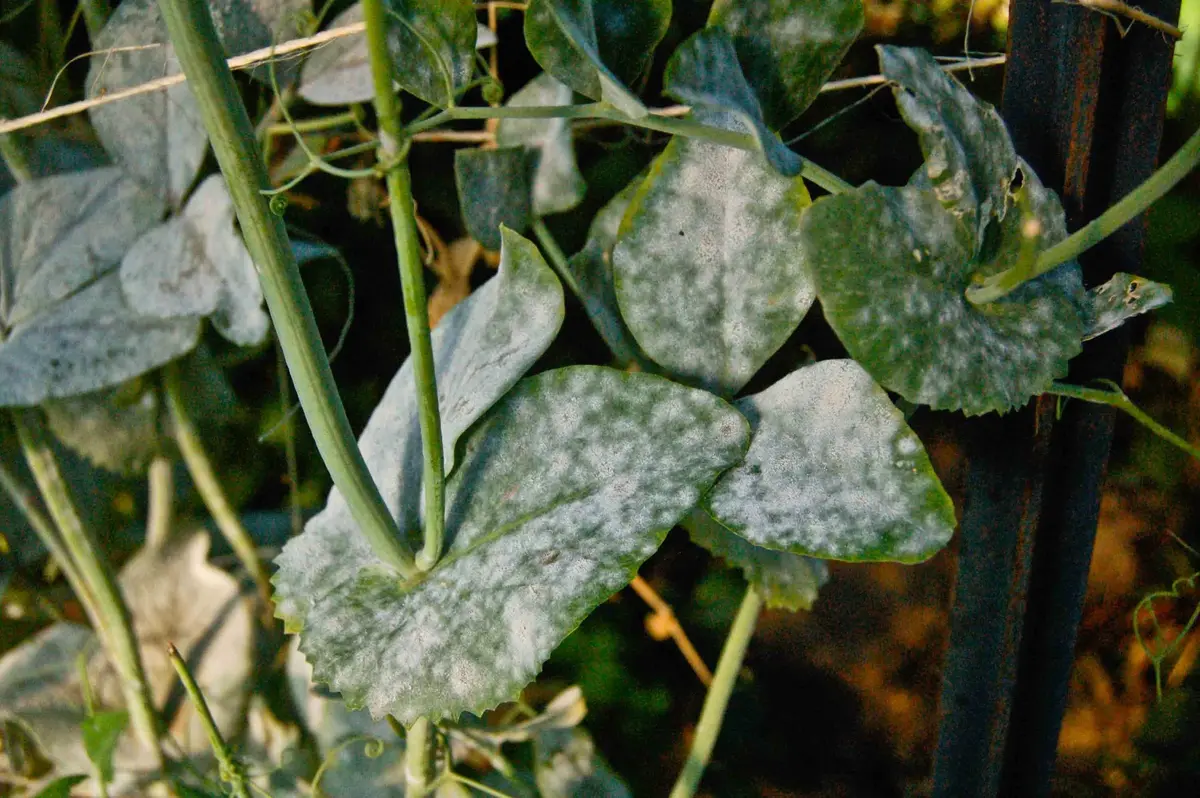 Powdery Mildew