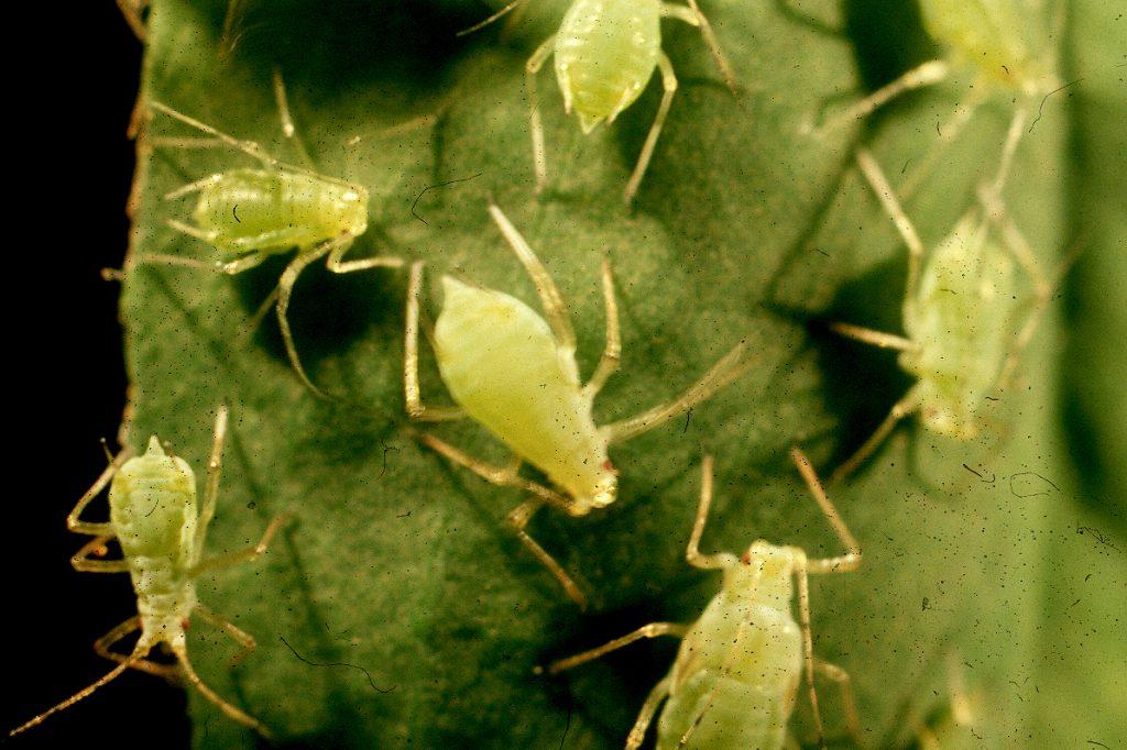 Aphids Cluster